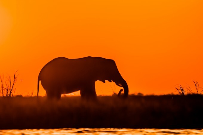 The silhouette of an elephant as it is feeding on island in the river.